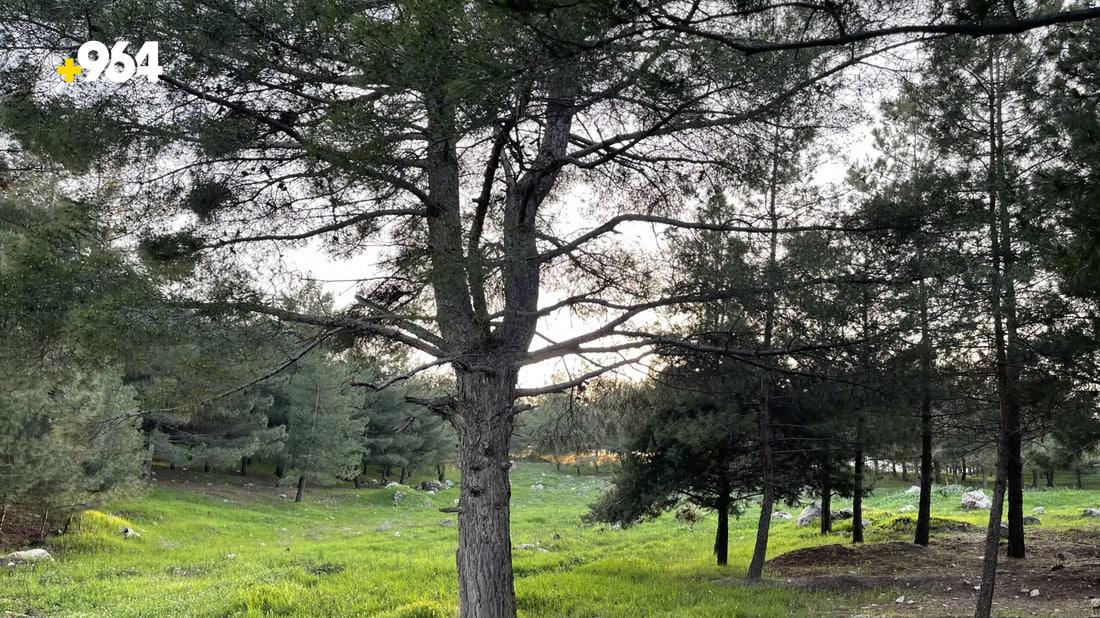 Kurdistan region plants 600,000 trees to increase forested areas
