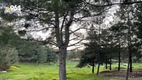 Kurdistan region plants 600,000 trees to increase forested areas