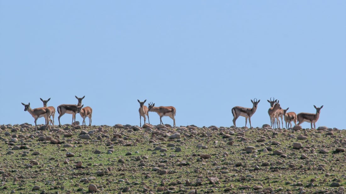 فۆتۆگرافه‌رێك چه‌ند نهێنییه‌كی ئاسكى گه‌رمیان ئاشكرا ده‌كات