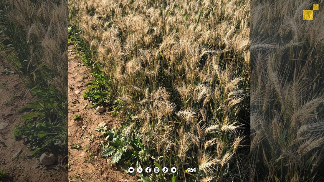 964mediaصورة من منصة (شبكة): 