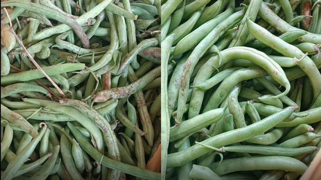 دوو تۆن و 100 کیلۆ فاسۆلیای تەڕ لەناوبرا