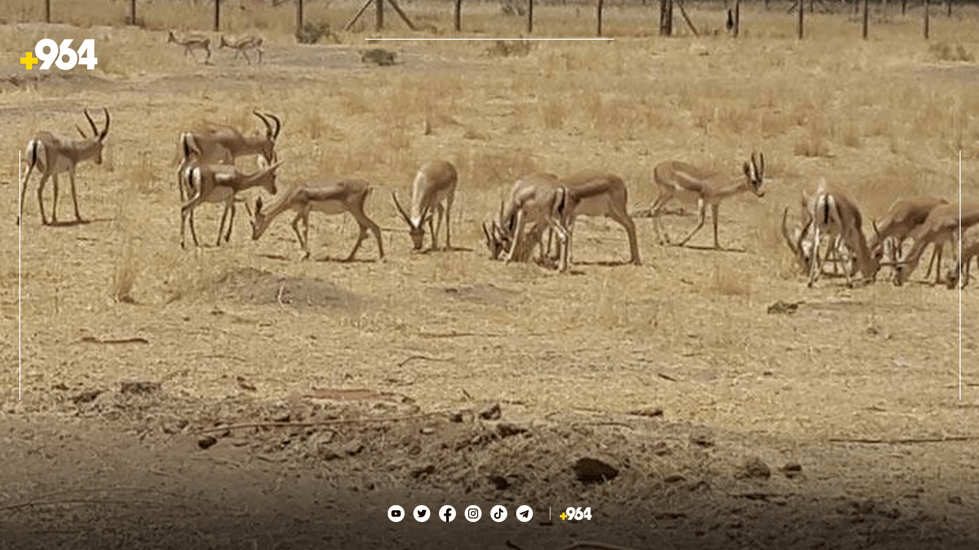 راوچیەکانی گەرمیان گوێ بە وەرزی زاوزێ نادەن