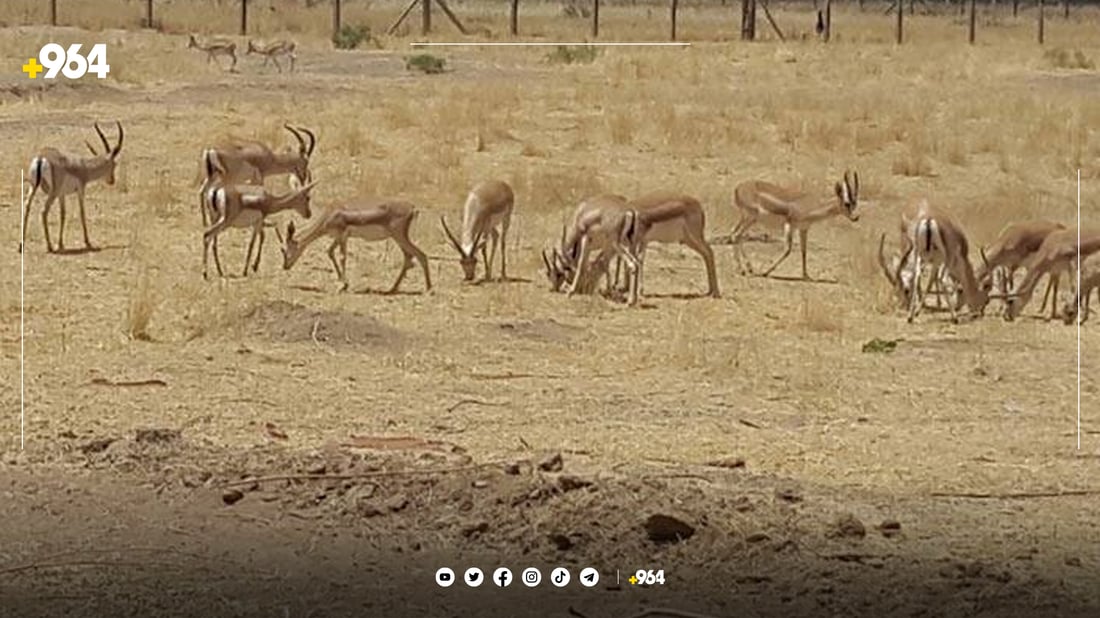 راوچیەکانی گەرمیان گوێ بە وەرزی زاوزێ نادەن