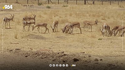 راوچیەکانی گەرمیان گوێ بە وەرزی زاوزێ نادەن