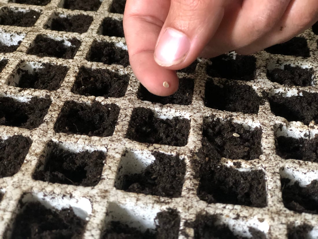 وەرزی چاندنی تۆوی بەرهەمی کشتوکاڵی لە پێنجوێن دەستیپێکرد