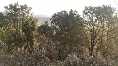 لە پێنجوێن بۆ دۆشاوی شۆکە چەندین دار بڕاونەتەوە