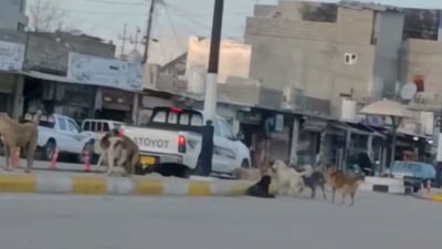 لیژنەیەک کار بۆ “دورخستنەوەی” سەگە بێ لانەکانی سەیدسادق دەکەن