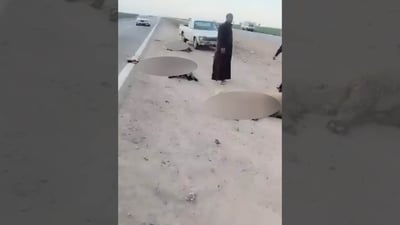 ئۆتۆمبێلێک 21 سەر مەڕی مردار کردەوە