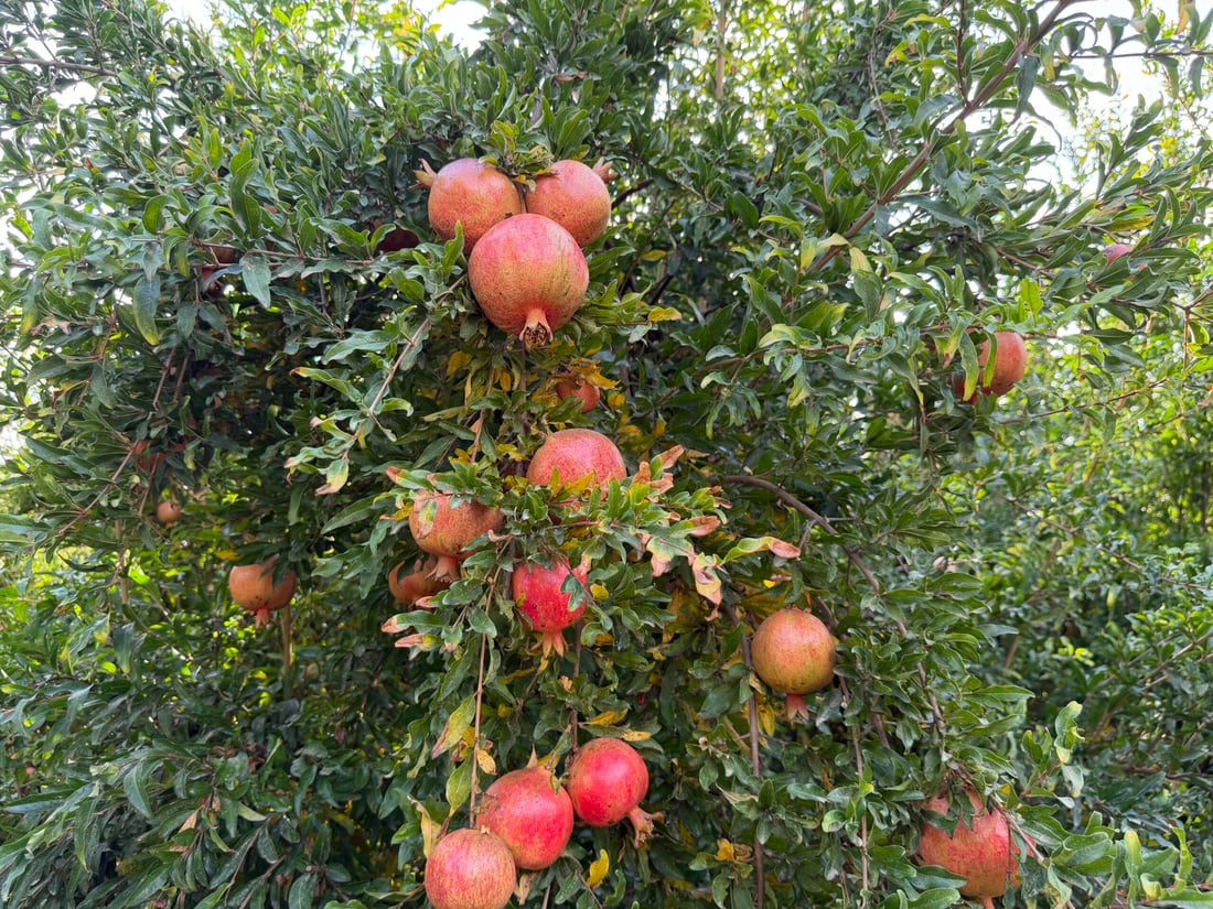 باخەوانە لێزان و بەسەلیقەکانی هەڵەبجە خۆیان بۆ فێستیڤاڵ حازر کردووە