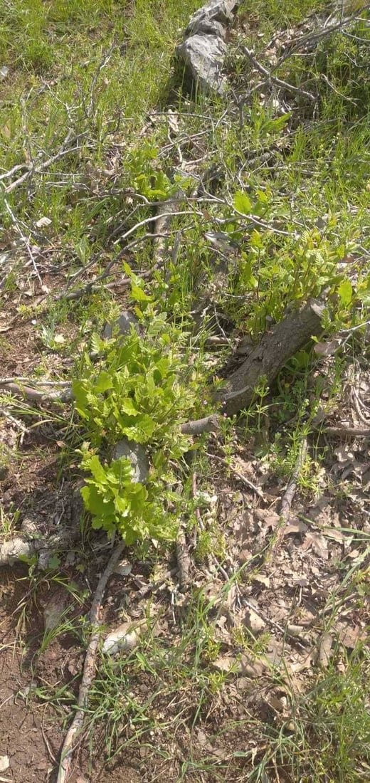 لە گاپێڵۆن و تەوێڵە ژمارەیەک داری سەوز و باڵابەرز بڕدرانەوە