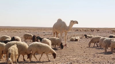 فرصة عمل في بادية السماوة.. راتب رعاة الإبل والغنامة يصل إلى 700 ألف دينار