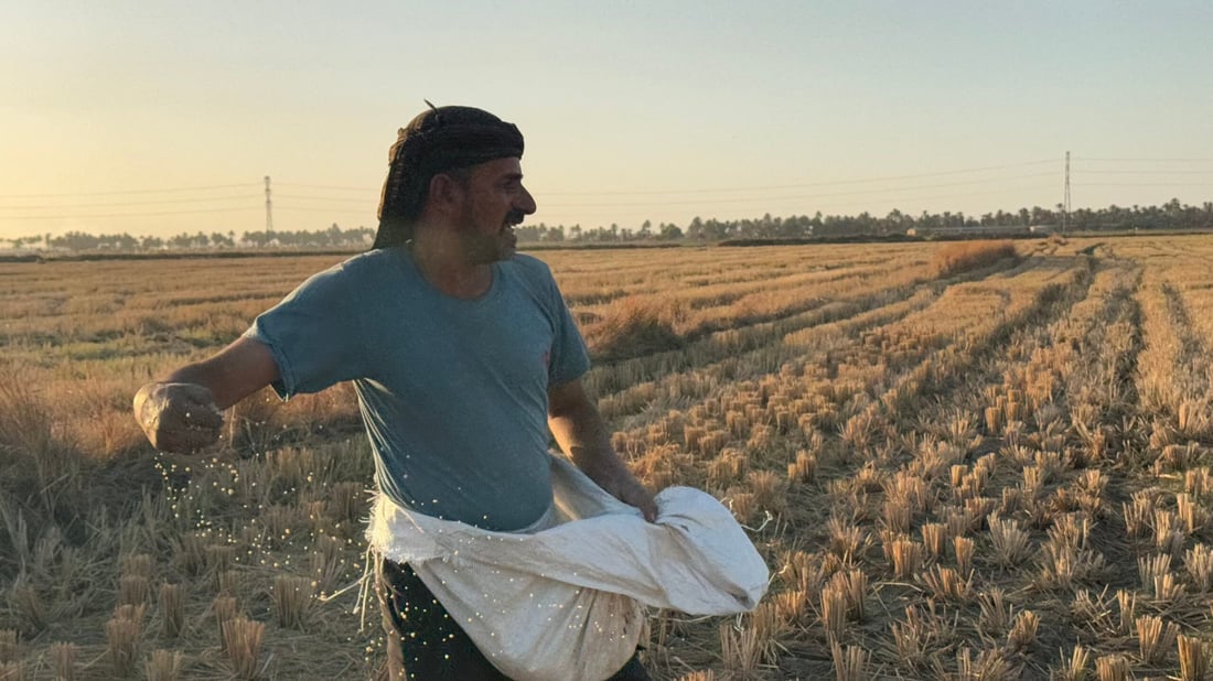 صور الصباح من حقول المشخاب.. بدأ تسميد الحنطة فوق جذور الشلب