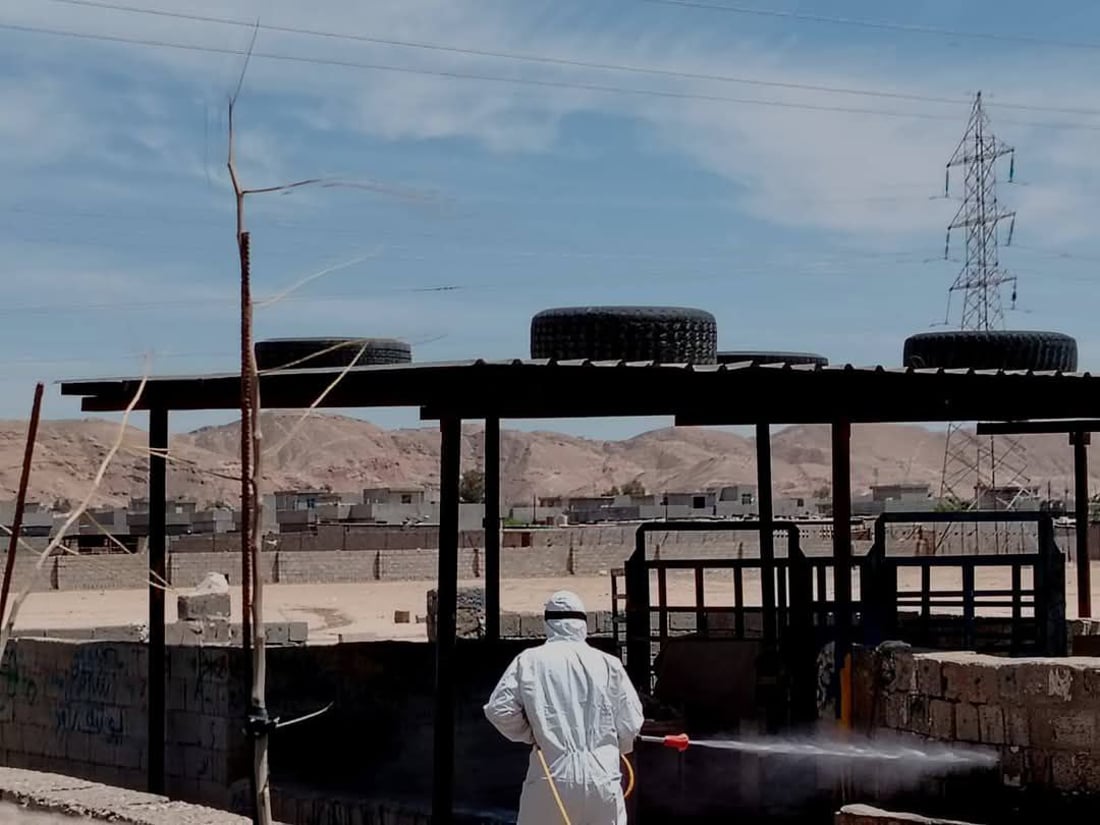 سەرجەم ئاژەڵەکانی خورماتوو پشکنین و تەعقیم دەکرێن