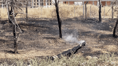 ئاگر لە هەناوی دارەکانی رێگەی تاسڵوجە بەربووەوە؛ “نازانین هۆکار چییە”