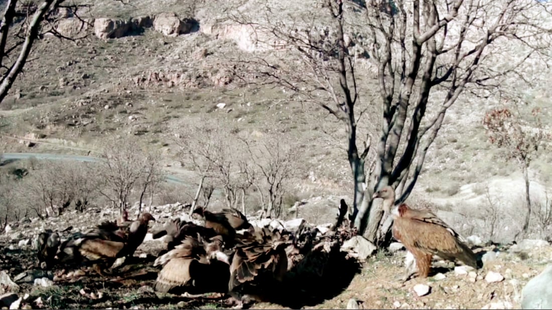“داڵ”ـه‌كانى هه‌رێمی كوردستان به‌ره‌و كه‌مبوونه‌وه‌ ده‌چن