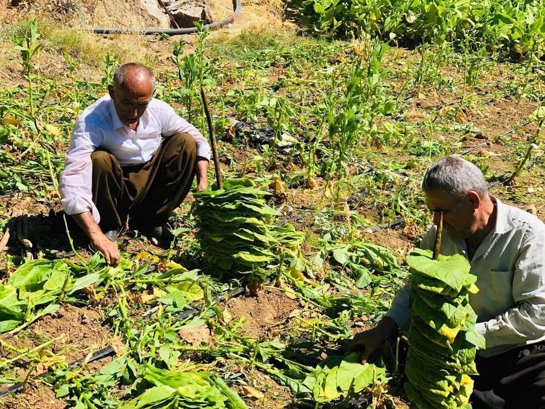 هێشتا باڵه‌كایه‌تى له‌ چاندن و به‌رهه‌مهێنانى تووتن نه‌كه‌وتووه‌