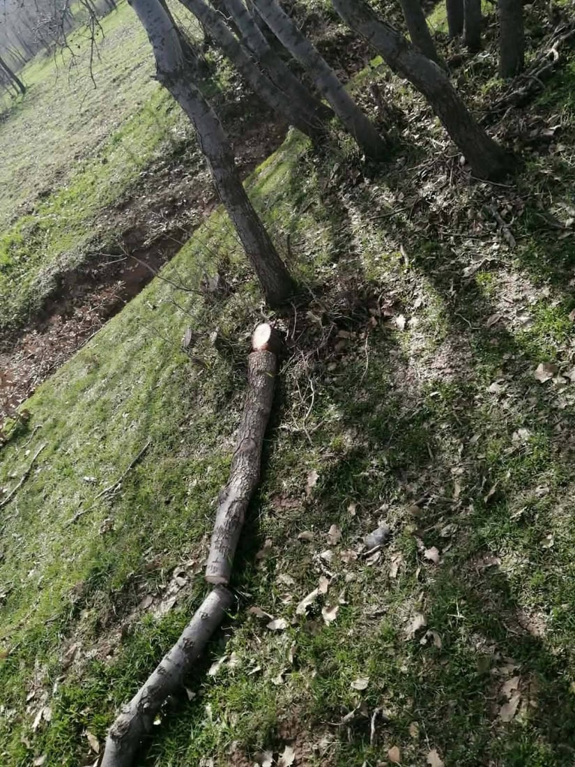 ژمارەیەک داربەڕووی جوانی لە قەرەداغ بڕییەوە؛ دەستگیر کرا