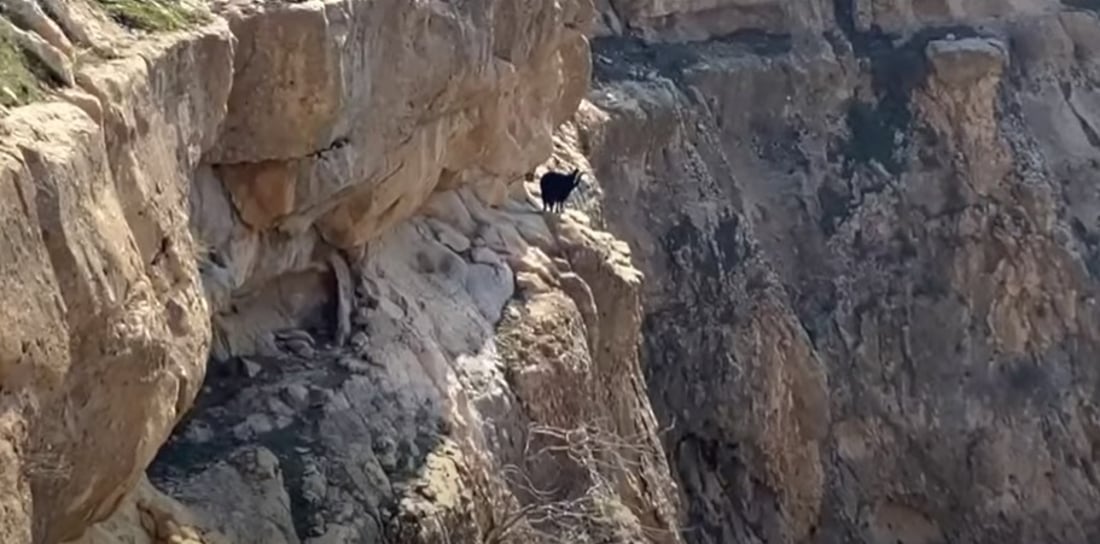 شاخەوانەکانی سلێمانی خەڵک و ئاژەڵی گیرخواردوو رزگار دەکەن