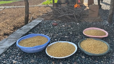 خێزانێك لە شارباژێر بە دانوولە كوڵاندن بژێوی ژیانیان دابین دەکەن
