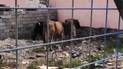 مانگا به‌ڕه‌ڵاكانى ناو بازاڕى چوارقوڕنه‌ كه‌می كردووه‌