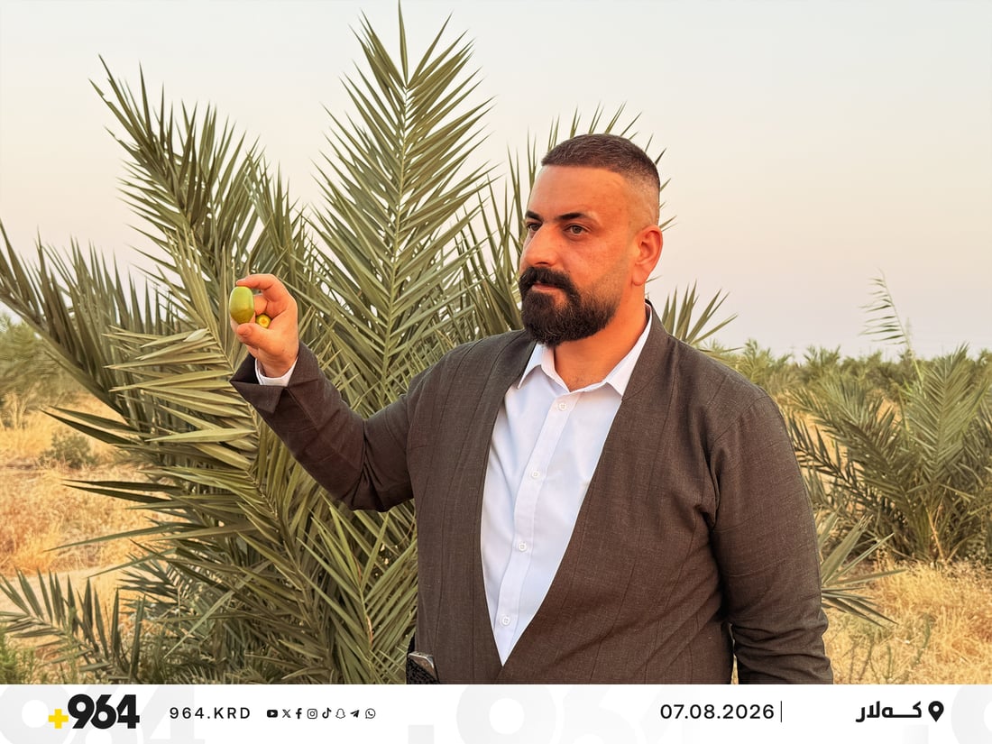 لە بەریتانیاوە بۆ کەلار؛ پێنج هەزار دارخورما بەرهەمیان گەیشت