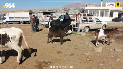 وەزارەتی کشتوکاڵ: سەربڕینی ئاژەڵ لە مەیدانی ئاژەڵان قەدەغەیە