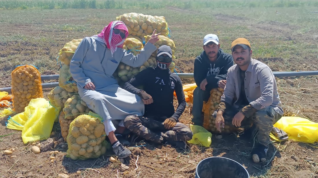 صور: ربيعة قطفت البطاطا لكنها ليست دائماً للبيع.. تجار بغداد وصلوا بسرعة