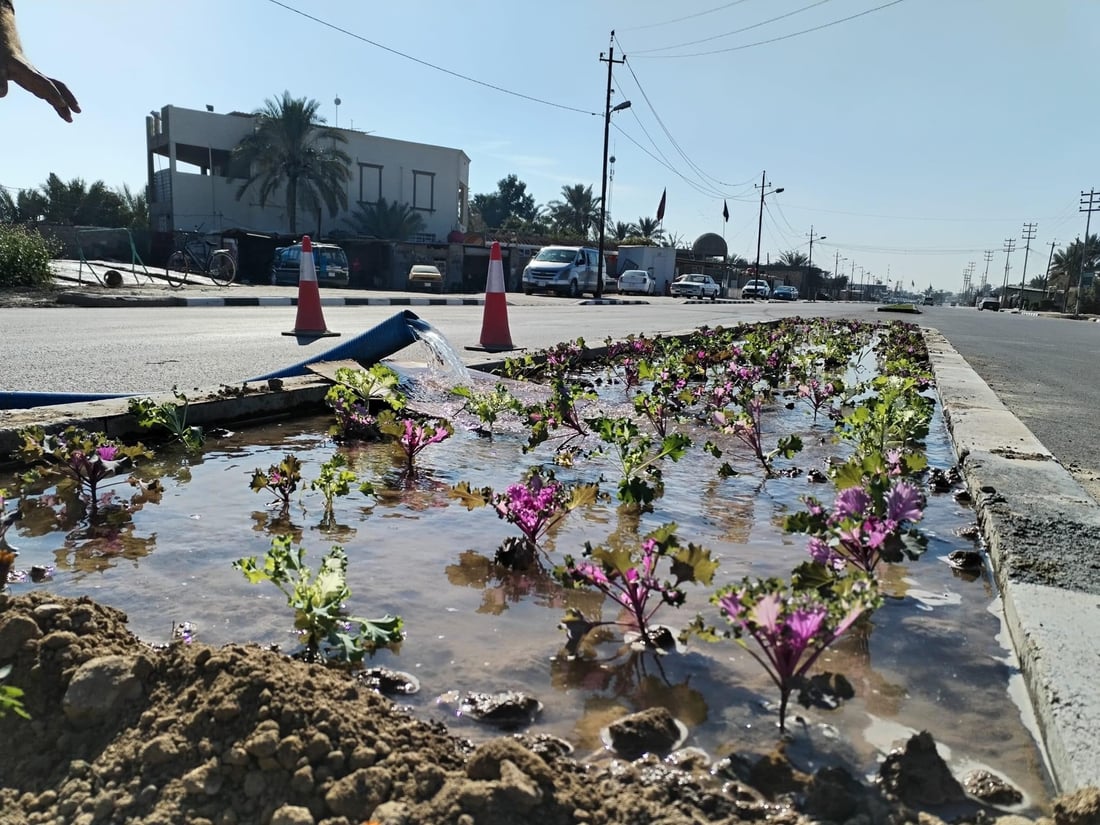 المشخاب تدعو أهلها للمشاركة في زراعة طريق القادسية.. أشجار أكاسيا بين الأقحوان