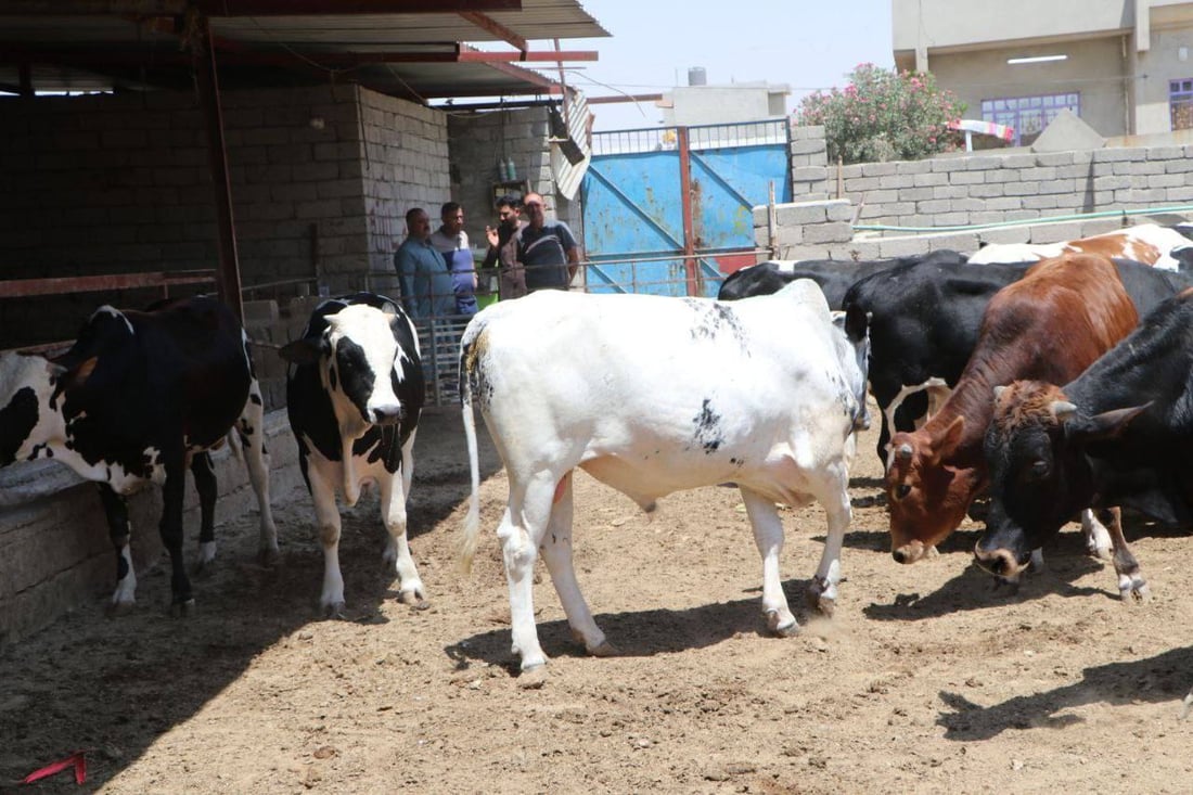 أسعار الغنم في العمارة تحت المتوقع في عيد الأضحى