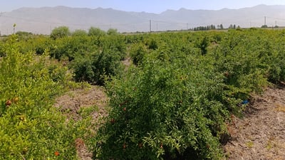 باخە هەنارەکانى هەڵەبجە نەخۆشن