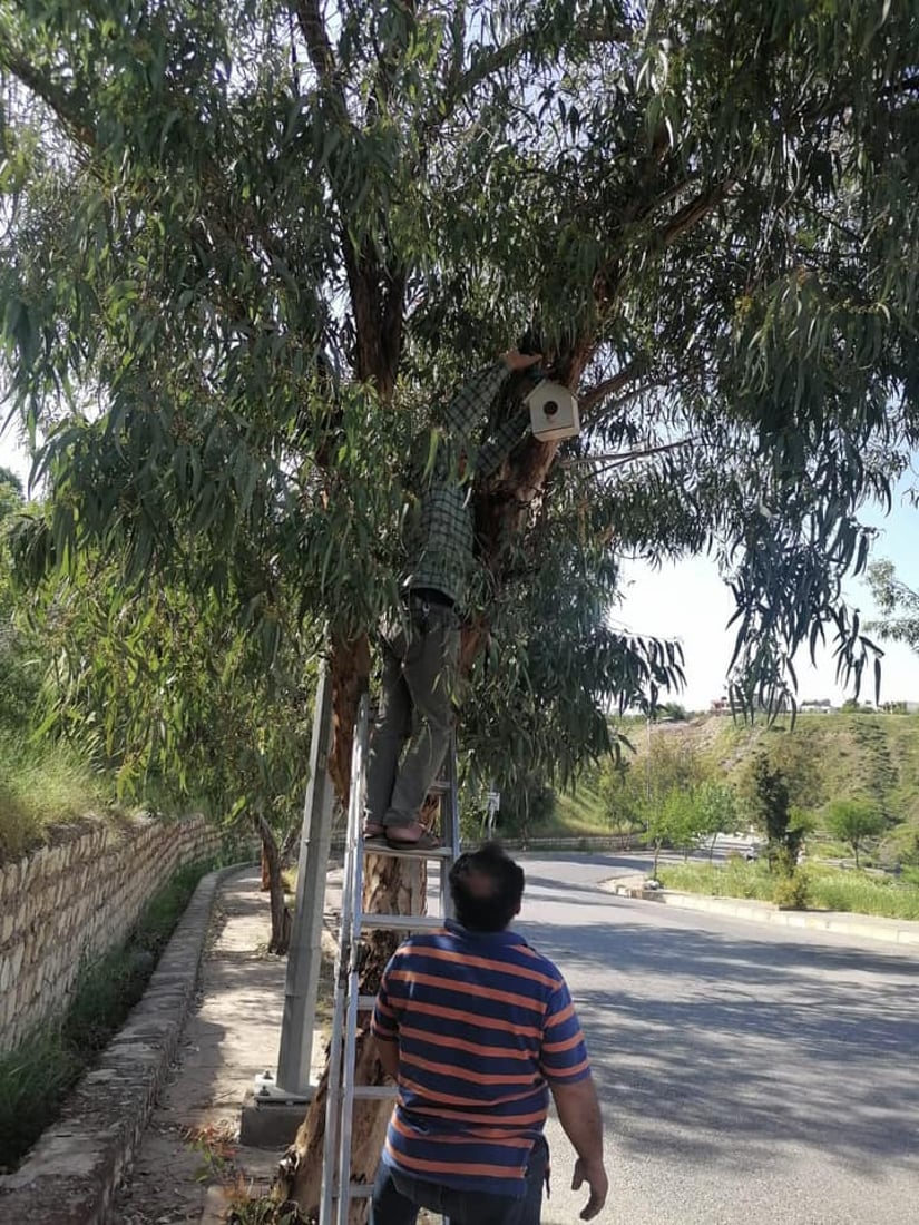 له‌ شه‌قڵاوه‌ هێلانه‌ى ده‌ستكرد بۆ باڵنده‌كان كێوییه‌كان دروست ده‌كرێت