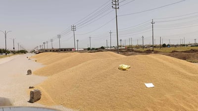 پارەی گەنمی جوتیارانی کورد هێشتا نەدراوە