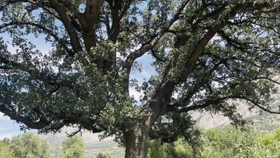 مالومه ناز بە دارە 120 ساڵییەکەیەوە دەکات