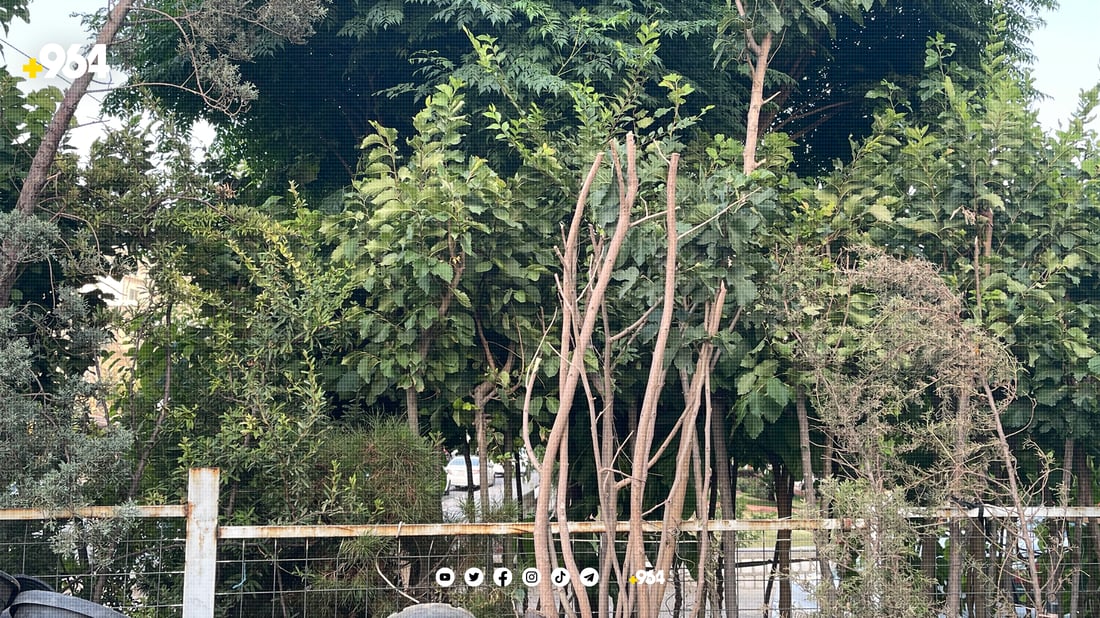 کشتوکاڵی سیوەل جوتیاران ئاگادار دەکاتەوە بچن دار وەربگرن