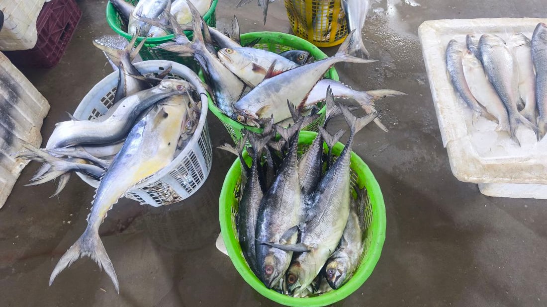 أخيراً وصل سمك “الشماهي” إلى مرسى النقعة.. الكمية نفدت فور وصولها (صور)