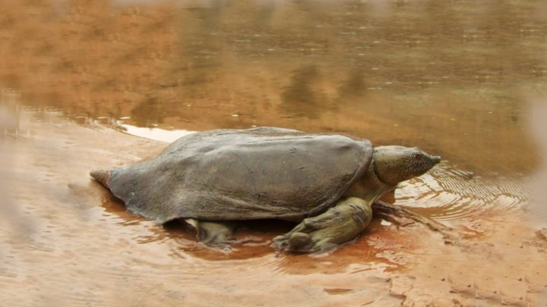 ژینگه‌ى هه‌ولێر ته‌واوى به‌ڵگه‌كانى له‌سه‌ر راوكردنى گیاندارێكی خشۆك ته‌سلیم به ‌دادگاى لێكۆڵینه‌وه‌ى خه‌بات كرد