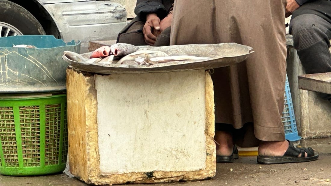 الصيد وفير رغم اضطراب البحر.. أسعار السمك في مزاد النقعة صباح الخميس