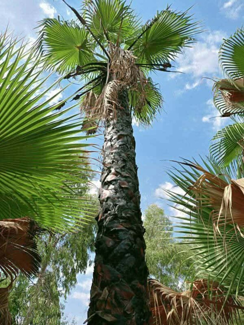 رێكخراوێكی ژینگه‌یی: چه‌ند درەختێكى واشنتۆنیا له‌ ناو ناحیه‌ى ته‌كیه‌ شێوێندراون