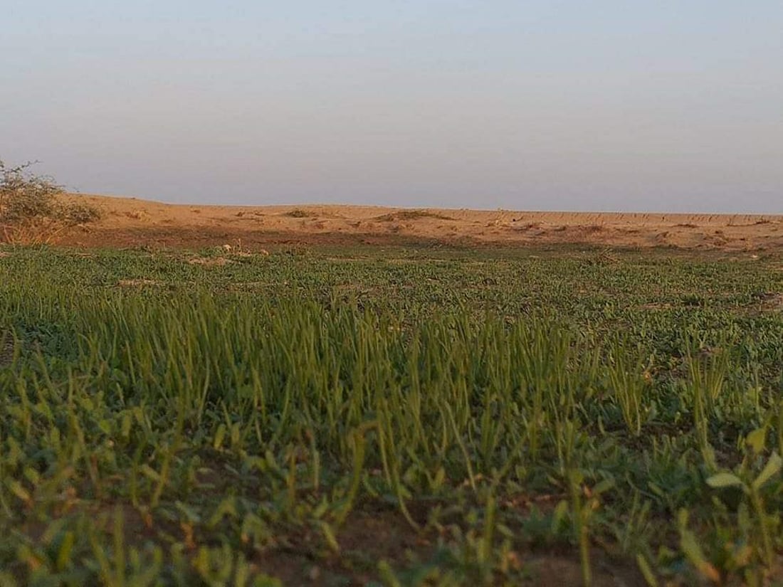 صور: صحراء السماوة تحولت إلى مروج خضراء.. والكشافة نصبوا الخيام (صور)