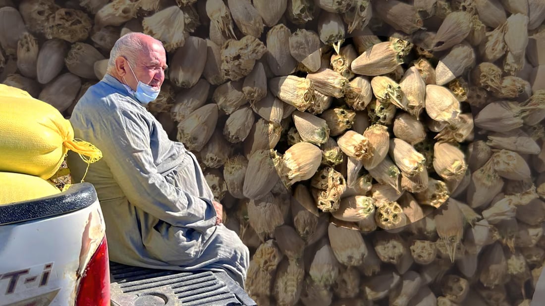 شێخ جه‌مالى كرپچنه‌ ده‌ڵێت: چاندنى “كه‌نگر”ـه‌كه‌م سه‌ركه‌وتوو بووه‌