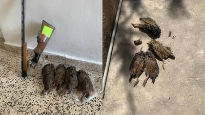 فریای خواردنی ئەو پۆڕانەی راوی کردبوو نەکەوت و دەستگیر کرا