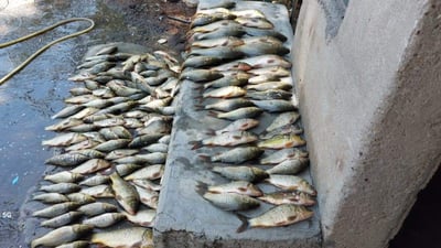 قایمقامی دەربەندیخان: رێگریدەکەین لە قەتڵوعامکردنی ماسییەکانی بەنداوی دێوانە