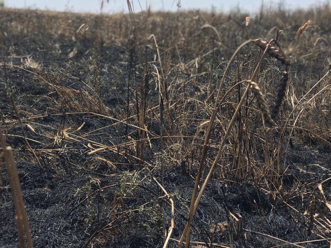 صور: داقوق تخمد 4 حرائق وتنقذ 10 آلاف دونم من محصول الحنطة