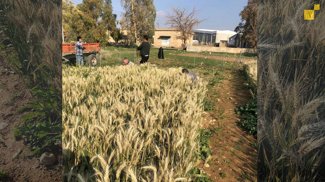 964mediaصورة من منصة (شبكة): 