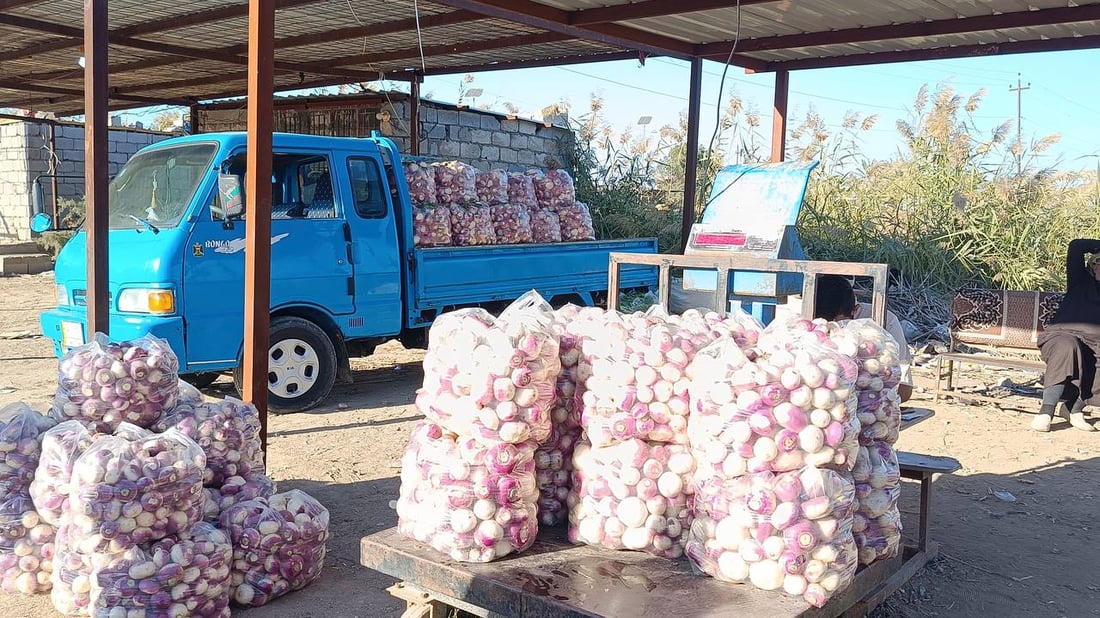 حصاد الشتاء بدأ في الرضوانية والعلاوي تبيع ما تبقى من محاصيل الصيف (صور)