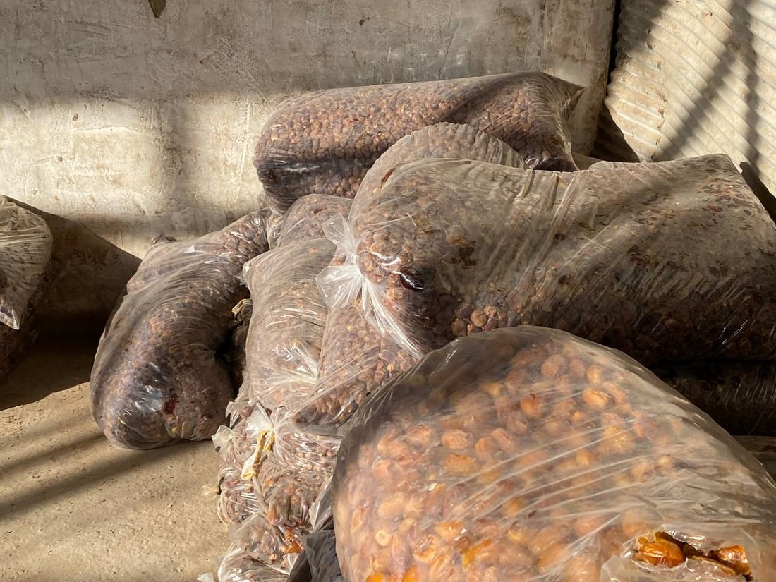 صور: أبو غريب تشكر السماء بعد گصاص التمور.. أفضل بكثير من العام الماضي