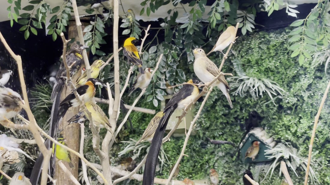 Erbil restaurant doubles as home to thousands of exotic birds