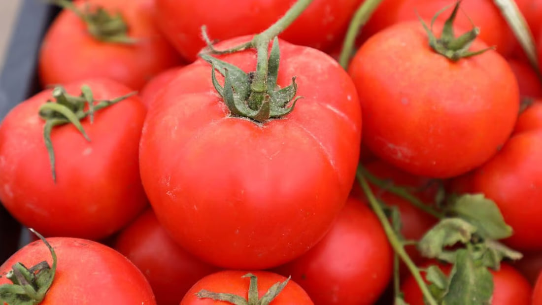 Successful agricultural initiative boosts local tomato production in Al-Najaf