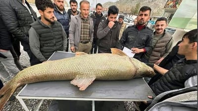 ئه‌و ماسییه‌ گه‌ورانه‌ى له‌ رانیه‌ و هه‌ڵه‌بجه‌ راوكران له‌ كوێوه‌ هاتبوون؟