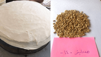 جۆرە گەنمێکی نوێ بۆ نان لە هەرێمی کوردستان تۆمار کرا